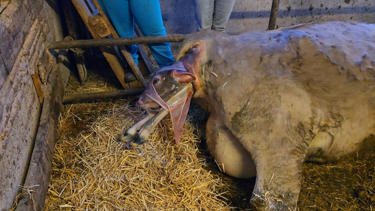 Die Geburt von Sunshine am Ramitzl-Hof