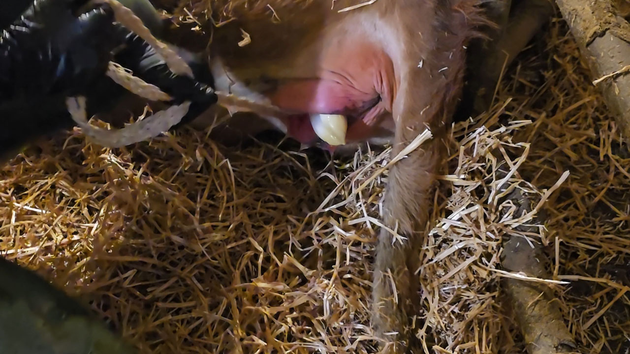 Die Geburt von Moonlight am Ramitzl-Hof