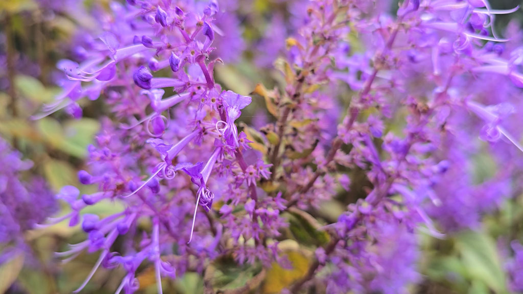Aufnahmen aus dem Botanischen Garten